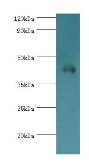 NCK1 / NCK Antibody (aa58-377)