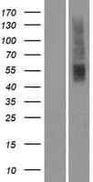 Human OR2T5 Protein (Over-Expression Lysate Myc-DDK (Flag))
