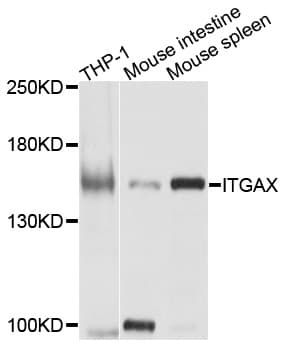 ITGAX / CD11c Antibody