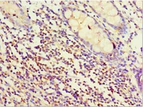 STRN / Striatin Antibody (aa581-780)