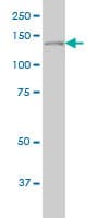 PLCG1 Antibody (clone 2A2)