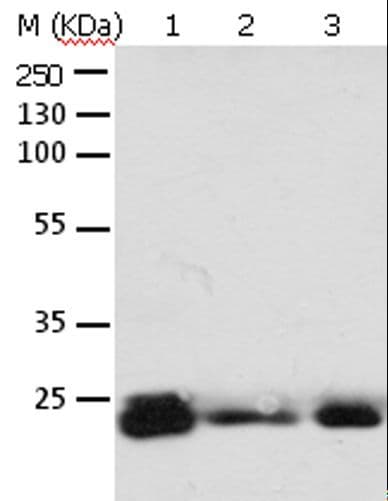 Polyclonal Rabbit anti-Human RAB6A / RAB6 Antibody (IHC, WB)