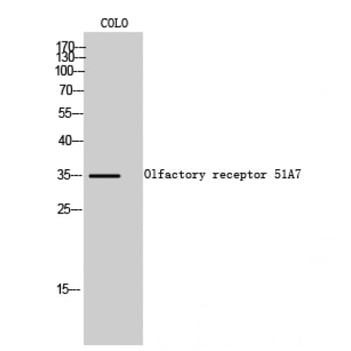 Polyclonal Rabbit anti-Human OR51A7 Antibody (200-280 aa, C-terminal, IF, WB)