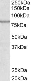 ABCB5 Antibody (aa905-916)