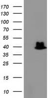 TBC1D21 Antibody (clone OTI8B7, Carrier-free)