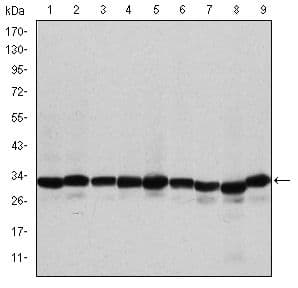 PHB / Prohibitin Antibody (clone 5H7)