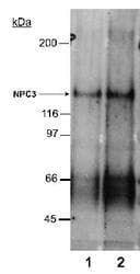 NPC1L1 Antibody (Internal, DY650)
