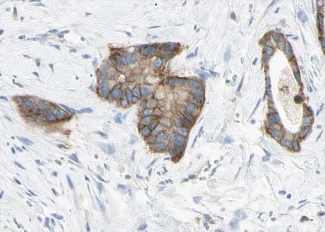 CLDN6 / Claudin 6 Antibody