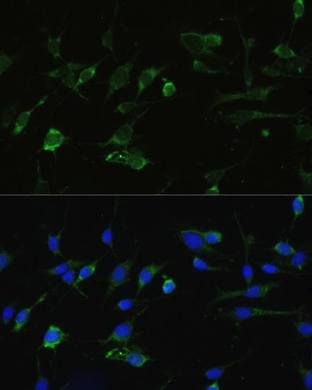 HSP90AA1 / Hsp90 Alpha A1 Antibody