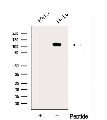 EMILIN1 / EMI Antibody