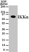 Monoclonal Mouse anti-Human CHUK / IKKA / IKK Alpha Antibody (clone 14A231, WB)