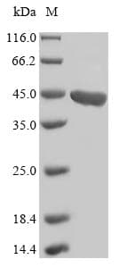 Arabidopsis thaliana FLS1 Protein (Recombinant 10His, N-terminus + Myc, C-terminus)