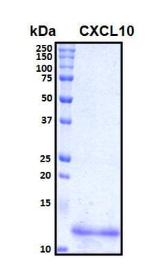 Human CXCL10 / IP-10 Protein (Recombinant His, N-Terminal)
