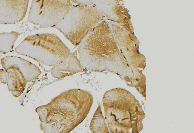 NRAS / N-ras Antibody