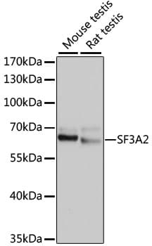 SF3A2 / SF3a66 Antibody