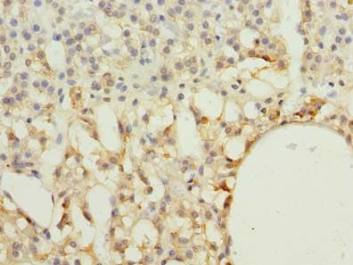 RAB33A Antibody