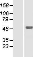 ZBTB26 Protein (Over-Expression Lysate Myc-DDK (Flag))