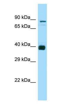 NDOR1 Antibody (N-Terminus)