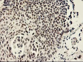 RAP74 / GTF2F1 Antibody (clone OTI4B10)