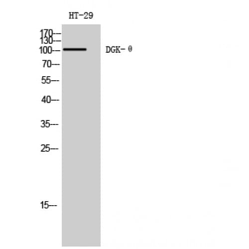 DGKQ Antibody (660-740 aa, C-terminal)