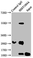 Polyclonal Rabbit anti-Human HIST1H4I Antibody (IHC, IF)