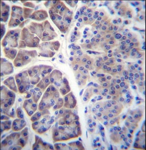 COPS7A Antibody (aa237-266)