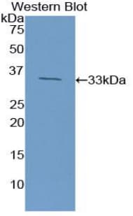 Polyclonal Rabbit anti-Mouse HMG1 / HMGB1 Antibody (Biotin, aa1-215, WB)