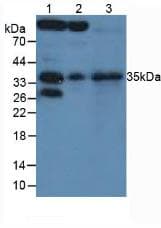 SFRP5 Antibody (aa45-162, APC)