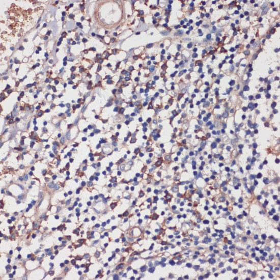 TLR5 Antibody