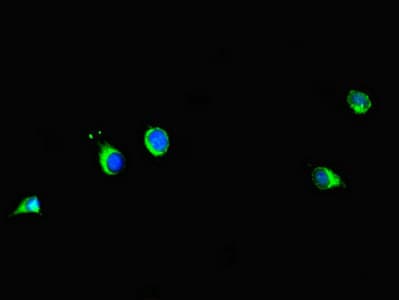 PRMT6 Antibody