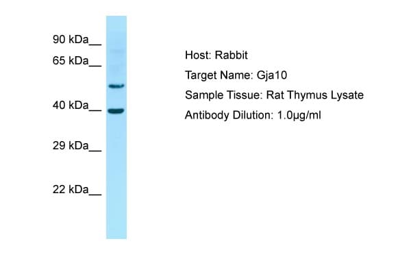 Polyclonal Rabbit anti-Rat GJA10 / CX62 / Connexin 62 Antibody (aa251-300, WB)