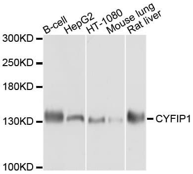 CYFIP1 Antibody
