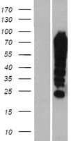 FUBP1 Protein (Over-Expression Lysate Myc-DDK (Flag))