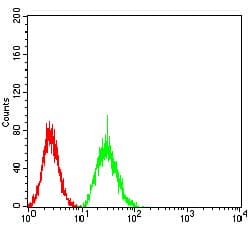 Monoclonal Mouse anti-Human MITF Antibody (clone 8F1G5, WB)