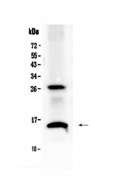 Polyclonal Rabbit anti-Mouse SDF1 / CXCL12 Antibody (WB)