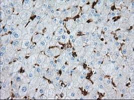 ALDH3A1 Antibody (clone 1B6, Carrier-free)