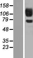 PCDH12 / VE-Cadherin-2 Protein (Over-Expression Lysate Myc-DDK (Flag))