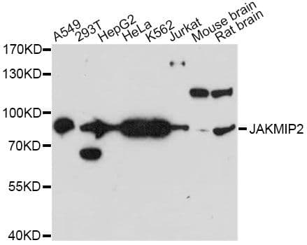 JAKMIP2 Antibody