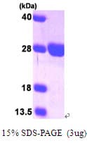Human SURF1 Protein (Recombinant His)