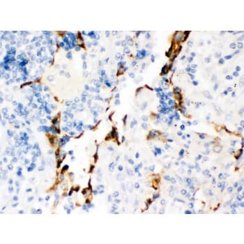 KCNA4 / Kv1.4 Antibody (aa609-647)