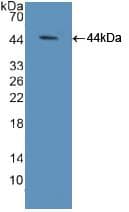 TCEB3 / Elongin A Antibody (aa76-345, APC)
