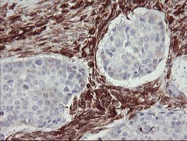 TMEM173 / STING Antibody (clone 4.00E+12, Carrier-free)