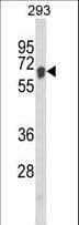 AIFM1 / AIF / PDCD8 Antibody (aa70-98)