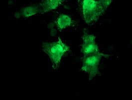 RFC2 / RFC40 Antibody (aa1-234, clone OTI3A7, Carrier-free)