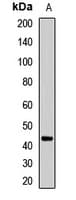 PHF9 / FANCL Antibody