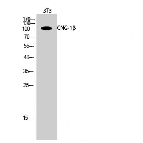 CNGB1 Antibody (540-620 aa, Internal)