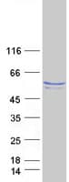 Human NAP1L1 Protein (Recombinant Myc-DDK (Flag))