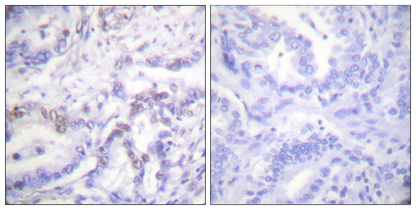 Polyclonal Rabbit anti-Human Histone H3 Antibody (phospho-Thr3, IHC, WB)