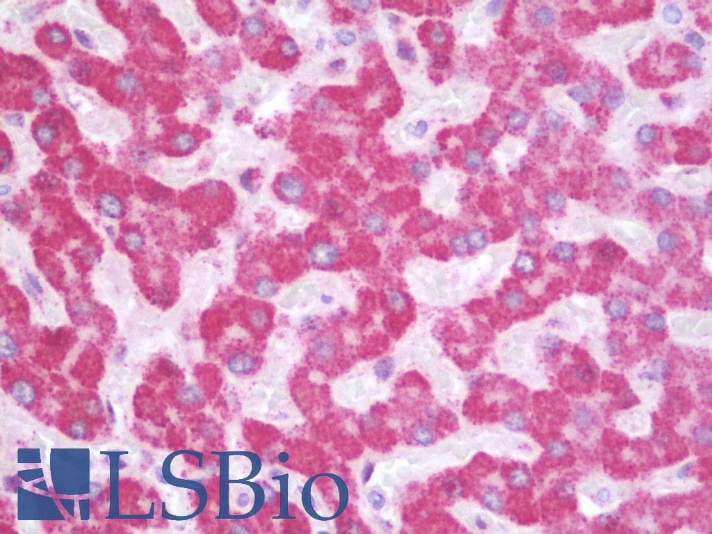 IHC-plus™ SIK1 / MSK Antibody (aa567-597)