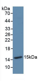 TXN / Thioredoxin / TRX Antibody (aa1-105)